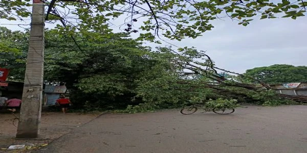 बक्सर में भारी बारिश और आंधी का कहर: पेड़ गिरने से युवक घायल