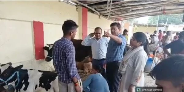सारण के बाढ़ प्रभावित इलाकों में पशुधन की सुरक्षा के लिए विशेष चिकित्सा अभियान शुरू