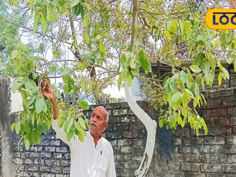 White Jamun Cultivation in Muzaffarpur: Health Benefits and Market Demand on the Rise