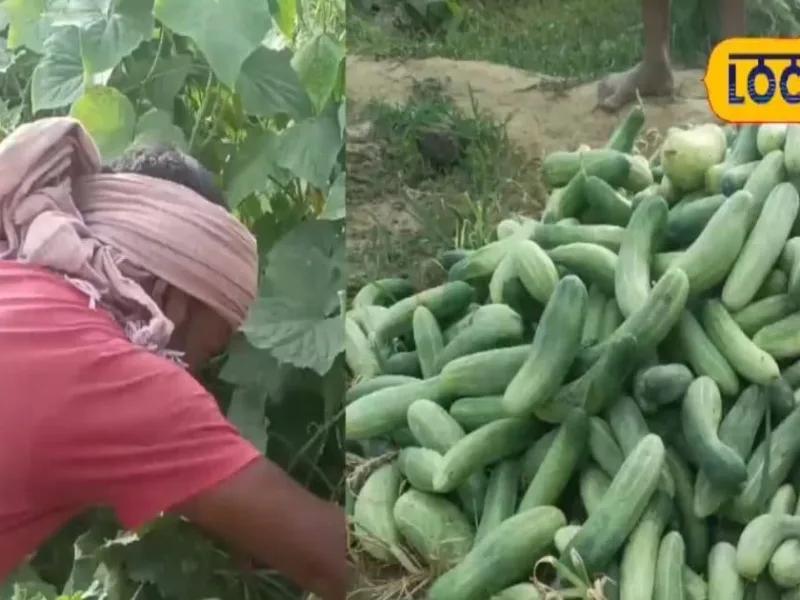 Cucumber Farming in Purnia: Profitable and Beneficial for Health!