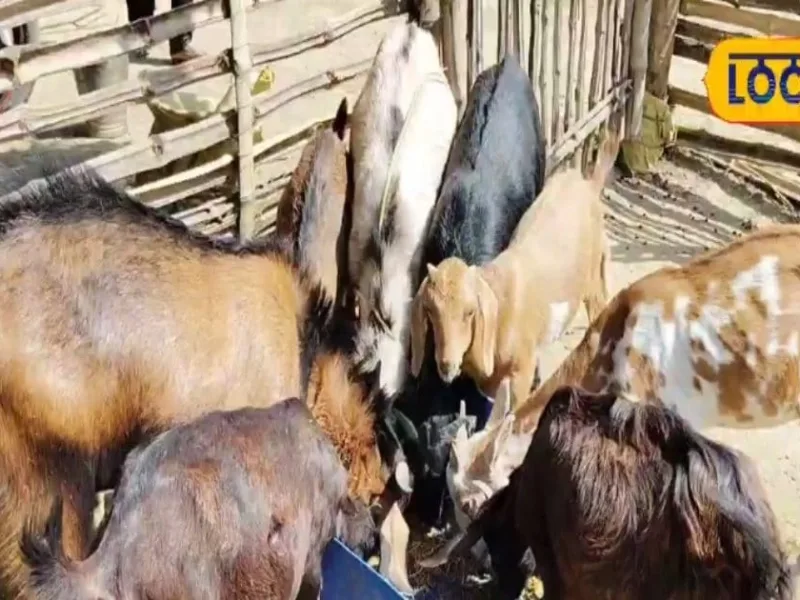 Goat farming in Banka: A profitable business venture in rural areas. Jeevesh Prasad Singh’s success story.