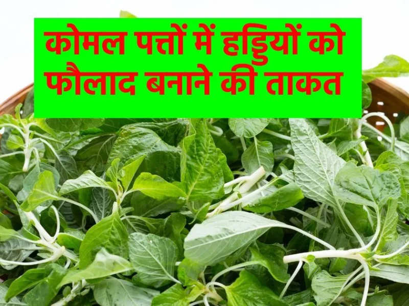 Health Benefits of Chaulai Saag for Blood in Simplified English