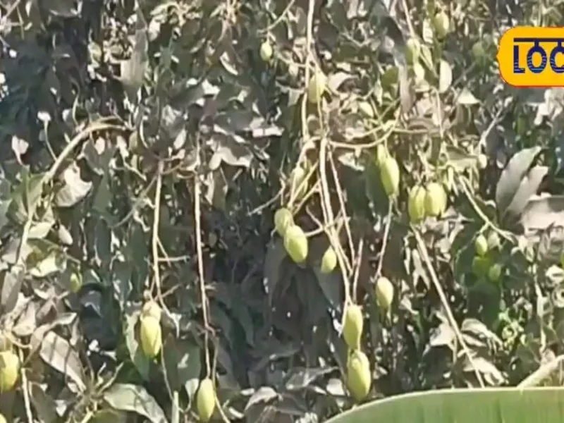 Tree and Fruit Protection Tips for Farmers in Madhusudan, Sitamarhi Due to Severe Heat
